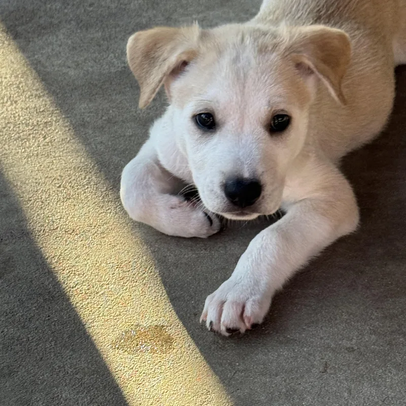 A baby medium-sized male Labrador Retriever dog named Francisco for adoption in San Antonio, TX