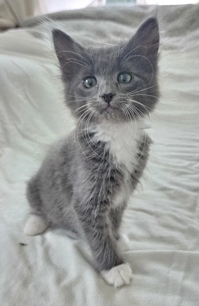 A baby medium-sized female Domestic Long Hair cat named Dorothy for adoption in St. Helens, OR