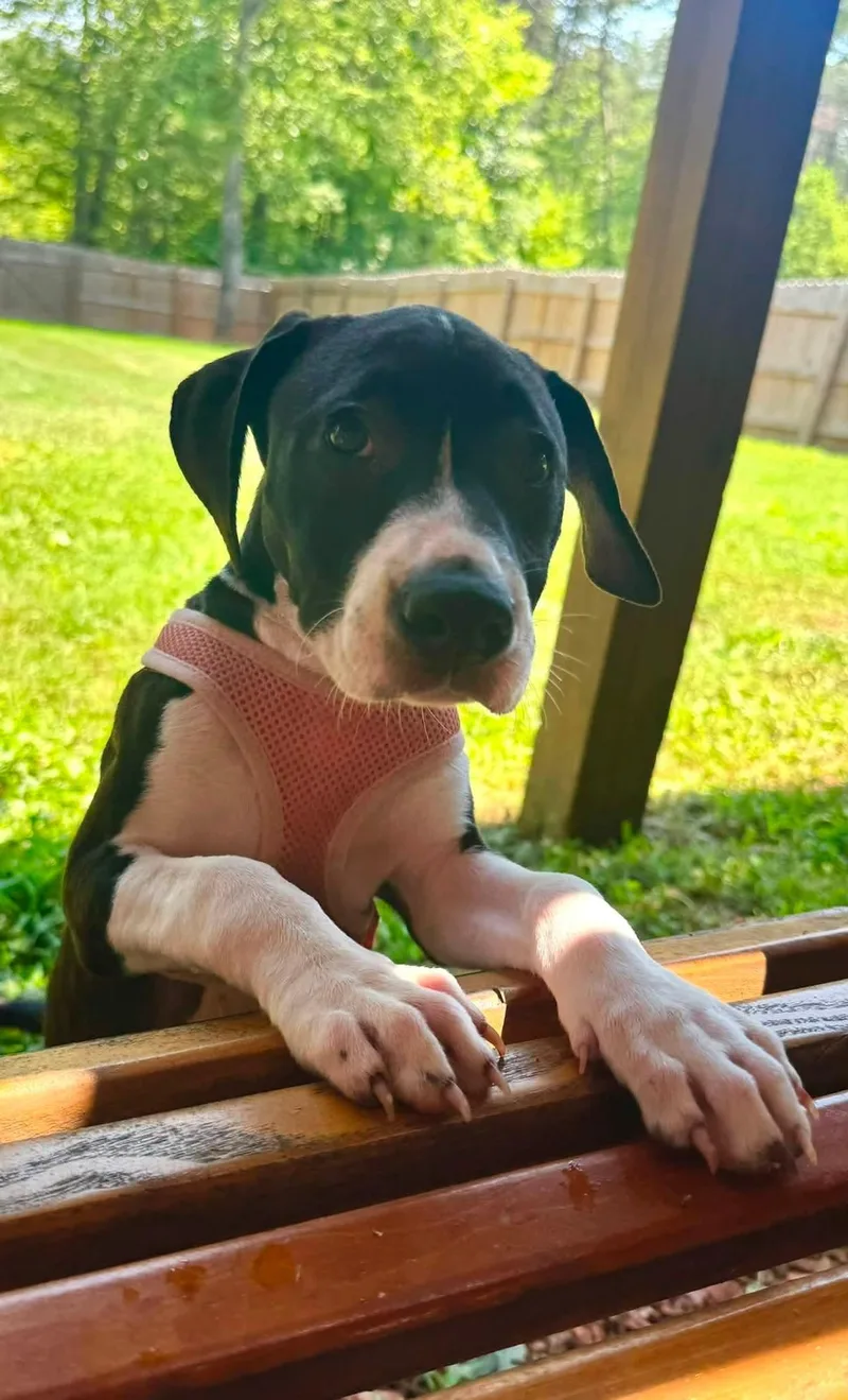 Raina  stormie litter