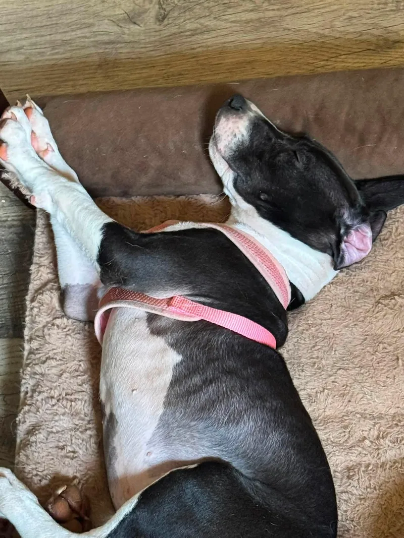Raina  stormie litter thumbnail 2