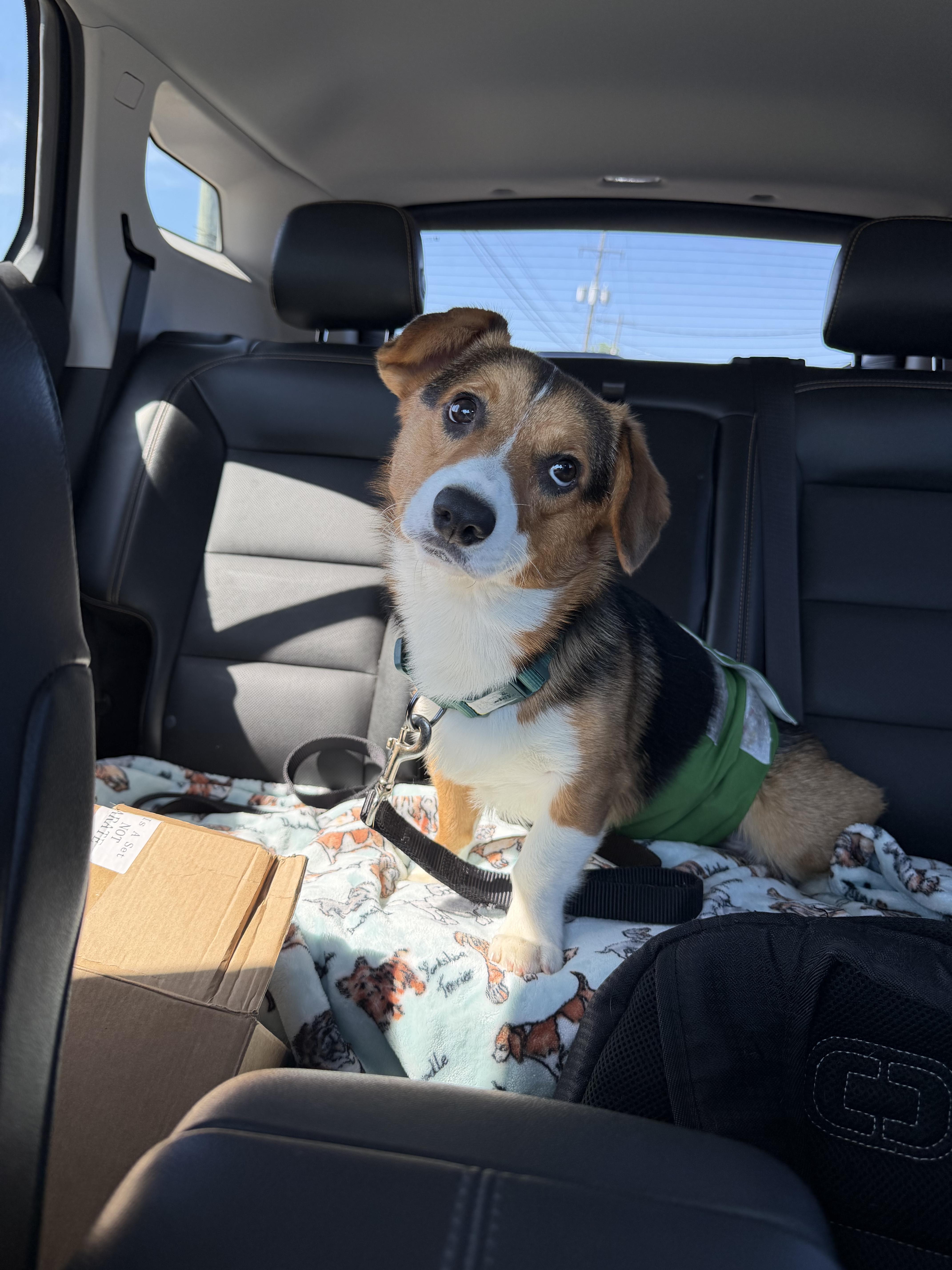 A young small-sized male Tricolor (Brown, Black, & White) Corgi dog named Boo Boo for adoption in Toledo, OH