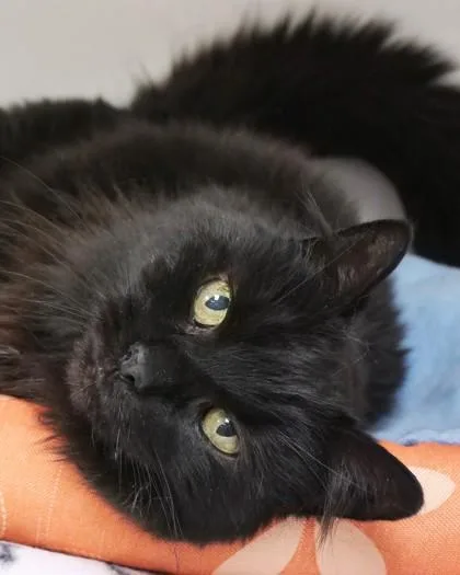 An adult medium-sized female Domestic Long Hair cat named Aurora for adoption in Fishers, IN