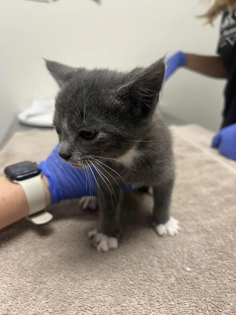 A baby small-sized female Domestic Short Hair cat named Summer for adoption in Chico, CA