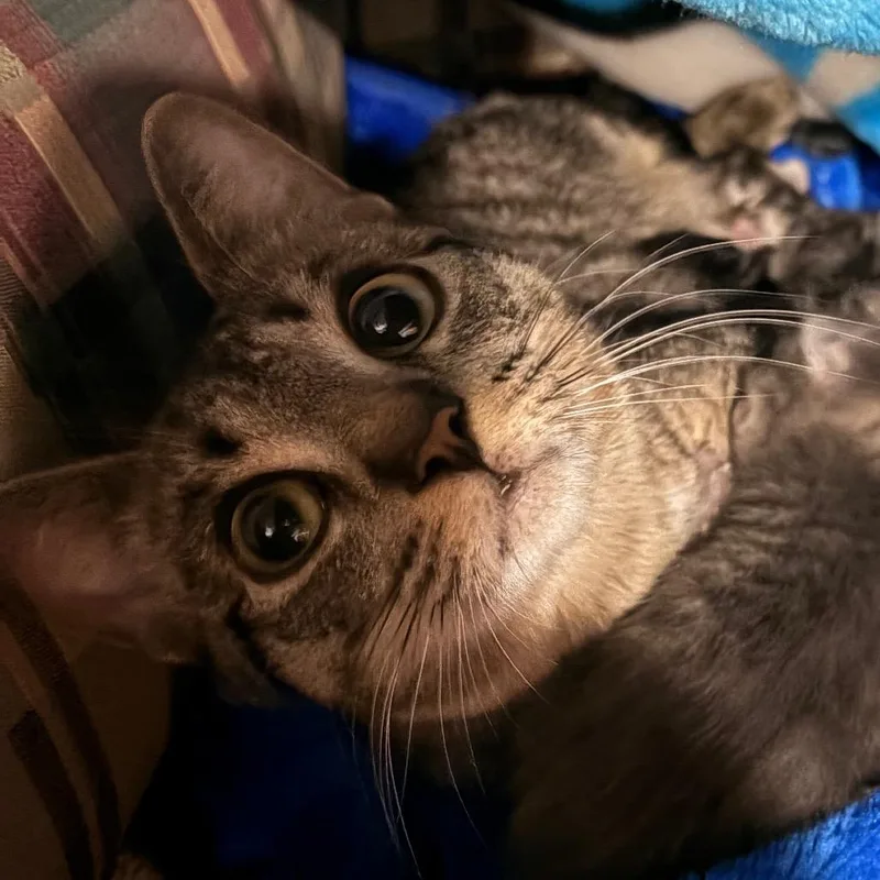 An adult medium-sized female Domestic Short Hair cat named Dottie for adoption in Portage, MI