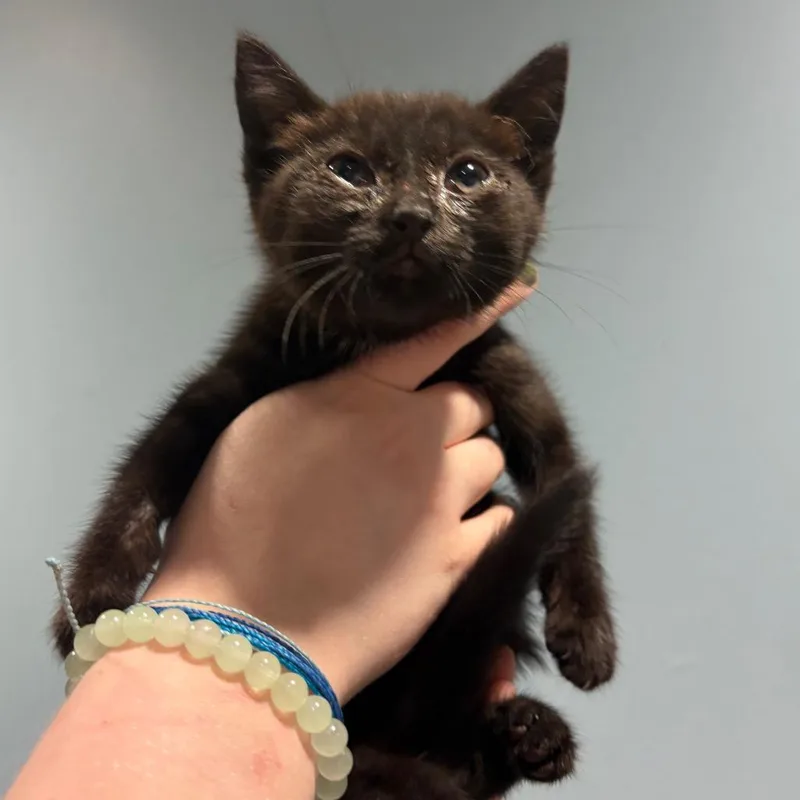 A baby small-sized female Black Domestic Short Hair cat named Olive for adoption in Chattanooga, TN