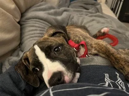 A baby small-sized male Mixed Breed dog named Solo Cup for adoption in Fairfax, VA