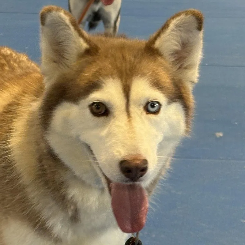 Sakari