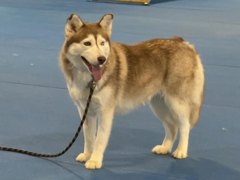 Sakari thumbnail 5