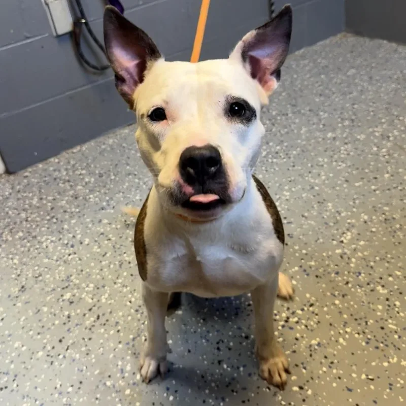 An adult medium-sized female White / Cream Pit Bull Terrier dog named TUSCStray for adoption in Tuscaloosa, AL