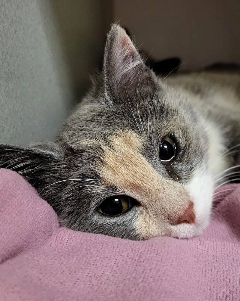 A baby medium-sized female Tortoiseshell Domestic Short Hair cat named Dorothy Z for adoption in Grayslake, IL