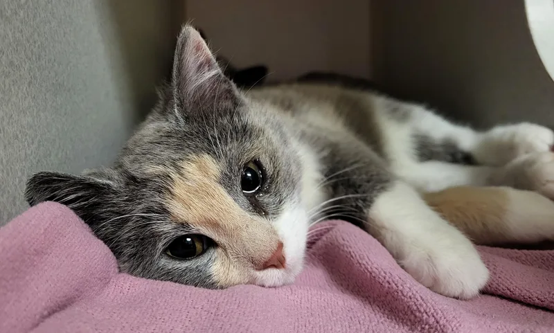 Dorothy Z thumbnail 2