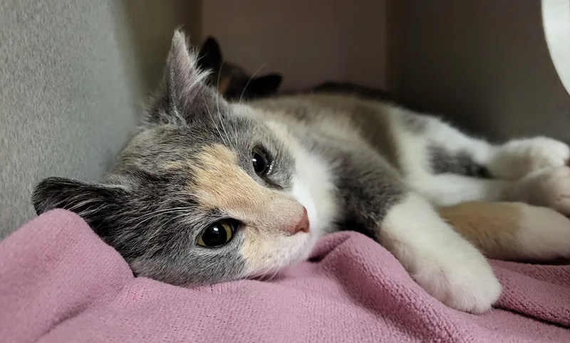 Dorothy Z thumbnail 3