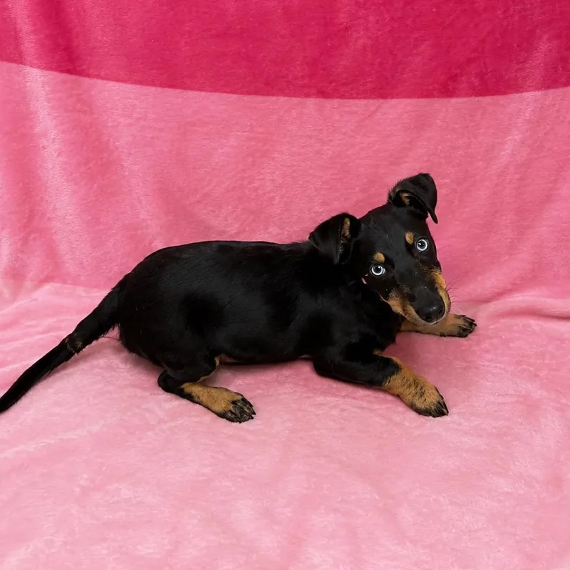 A baby small-sized male Tricolor (Brown, Black, & White) Dachshund dog named Sky for adoption in Valdosta, GA