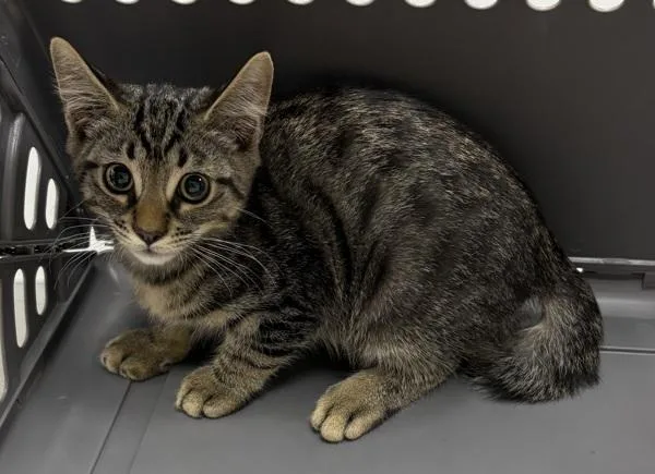 A baby small-sized male Domestic Short Hair cat named Pen c Ace for adoption in Lawrenceville, GA
