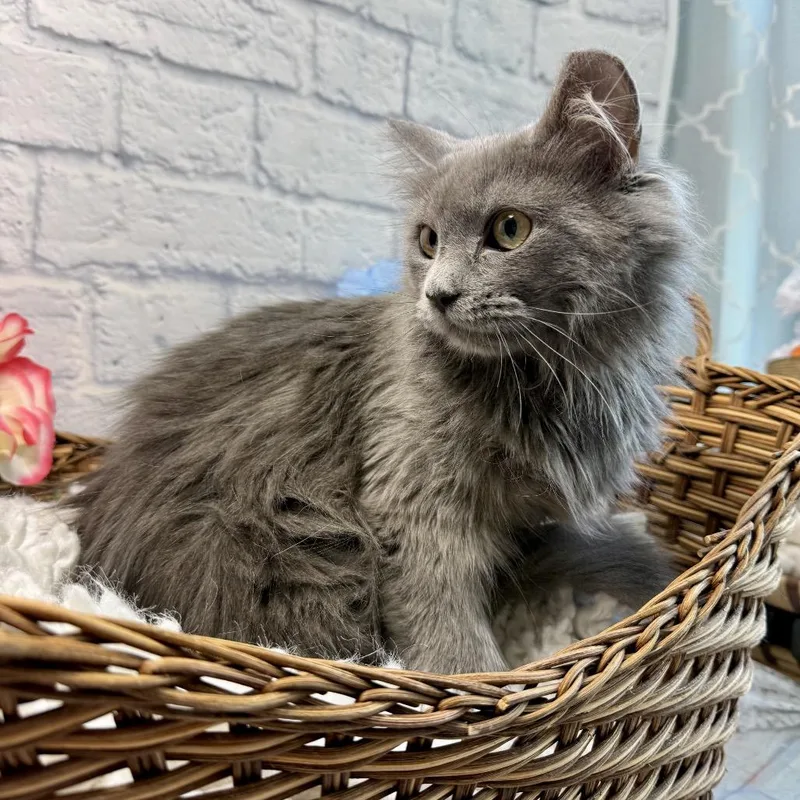 A young medium-sized female Gray / Blue / Silver Domestic Medium Hair cat named Hazel for adoption in Harrisonburg, VA