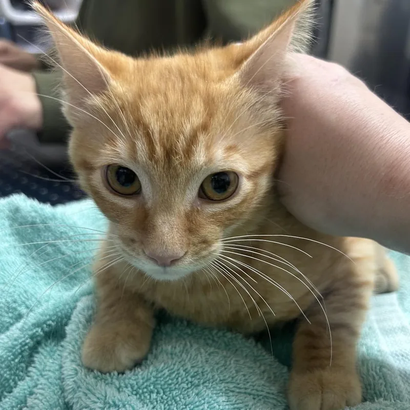 A baby small-sized male Orange / Red Domestic Short Hair cat named Sully for adoption in Point Richmond, CA