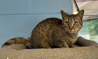 A baby small-sized male Domestic Short Hair cat named Loki for adoption in Lunenburg, MA