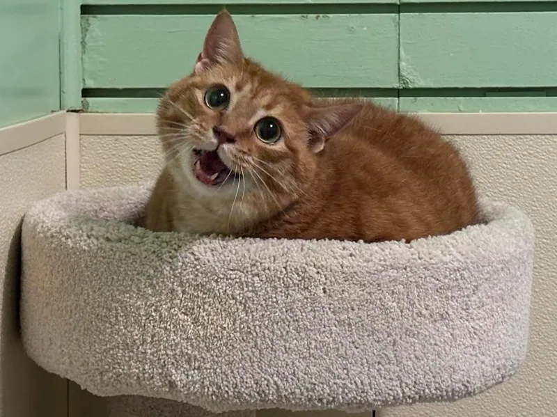 A young large-sized male Domestic Short Hair cat named Madea for adoption in Rutherfordton, NC