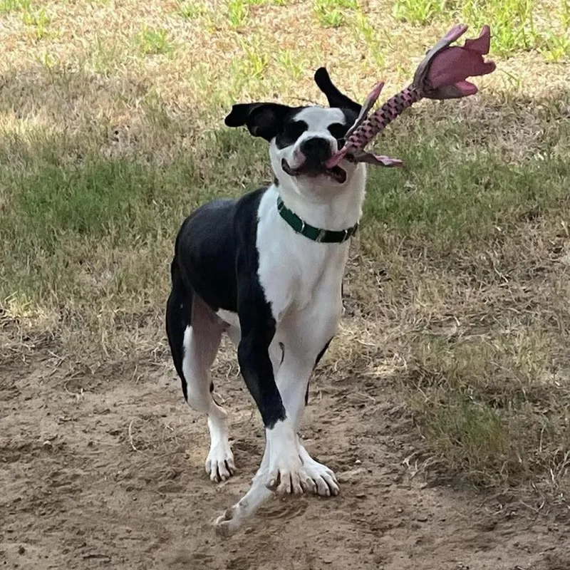 A young medium-sized male Pit Bull Terrier dog named Leo for adoption in Colleyville, TX