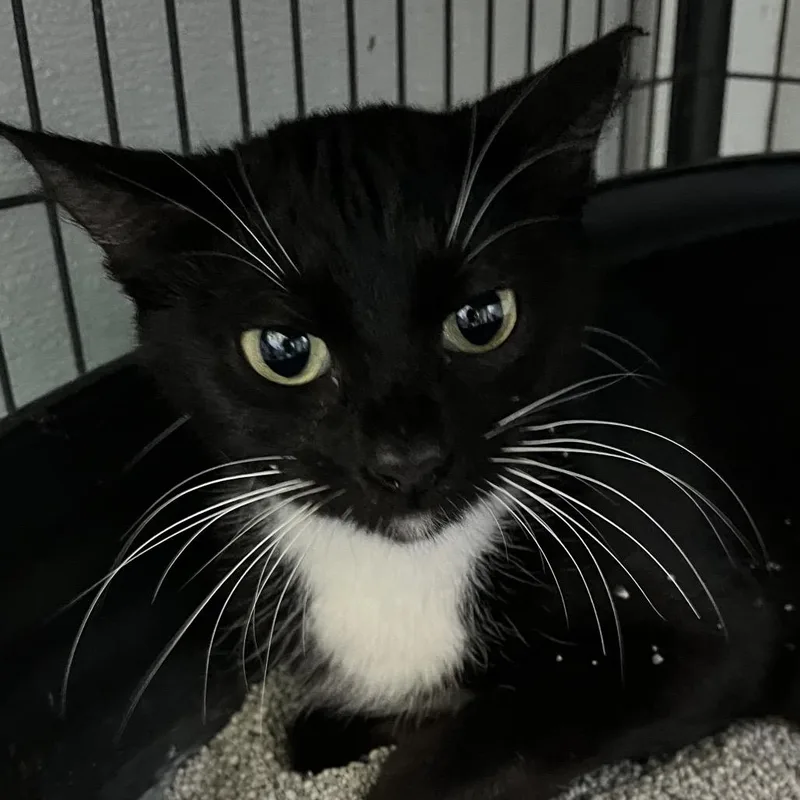 A young small-sized female Black Domestic Short Hair cat named Matilda for adoption in Sarasota, FL