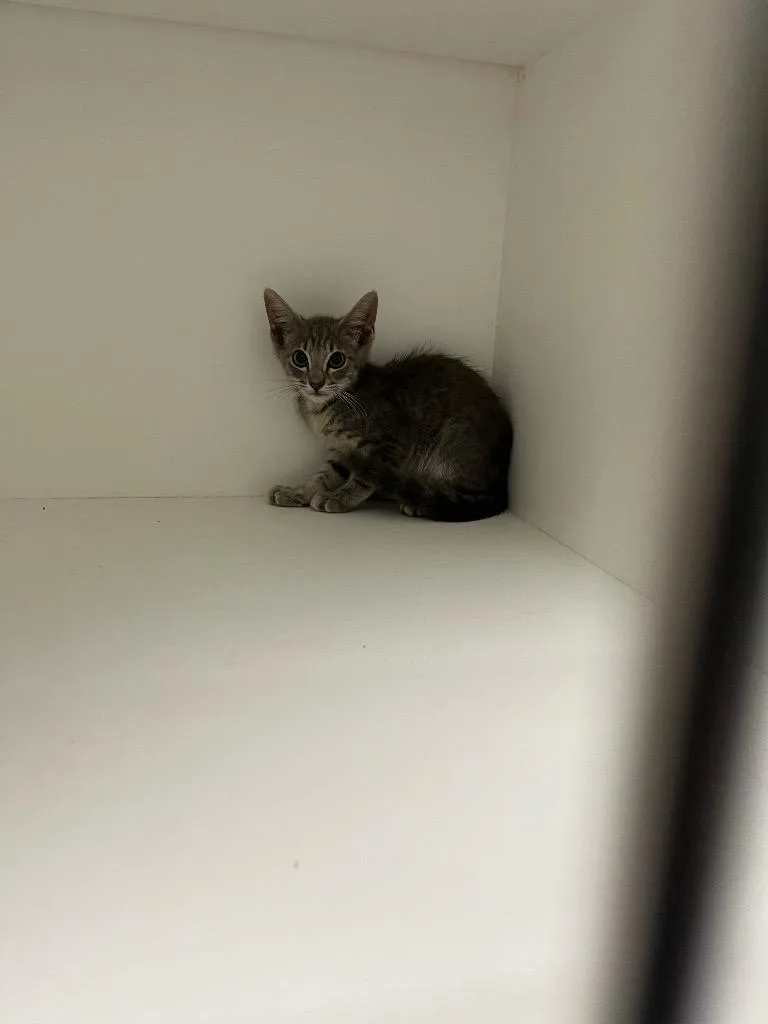A baby medium-sized male Domestic Short Hair cat named wThad for adoption in Benton, AR