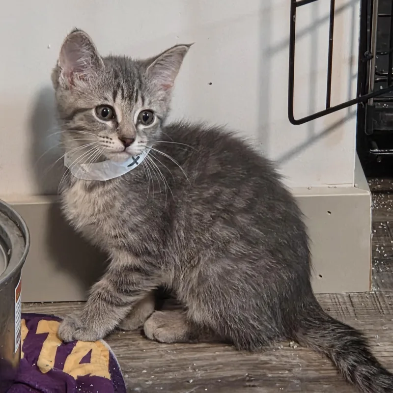 A baby medium-sized female Tabby (Gray / Blue / Silver) Tabby cat named Gimlet for adoption in Minneapolis, MN