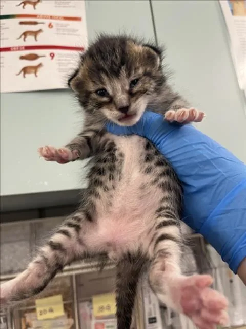 A baby small-sized male Brown / Chocolate Domestic Short Hair cat named Zorro for adoption in Woodland, CA