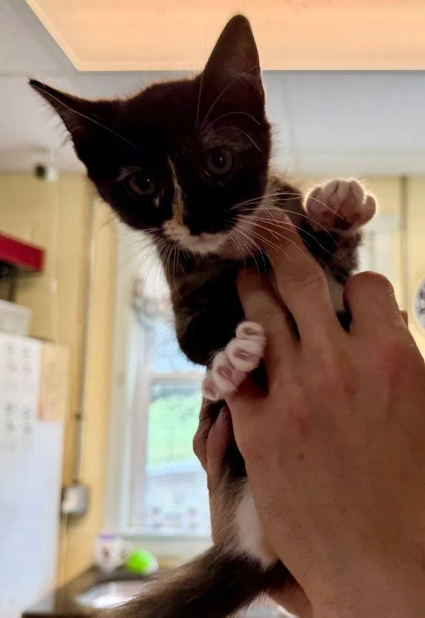 A young small-sized female Domestic Short Hair cat named Skittles for adoption in Staley, NC