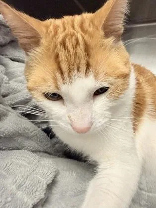 An adult small-sized male Domestic Short Hair cat named Pickle for adoption in Lowell, MA