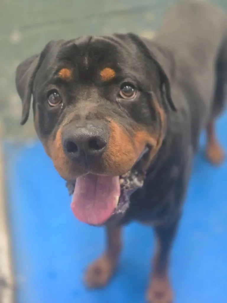 Jax