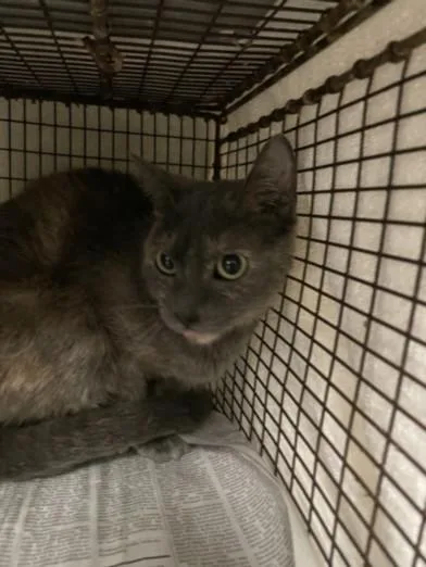 A young medium-sized female Domestic Short Hair cat named Jess for adoption in Van Nuys, CA