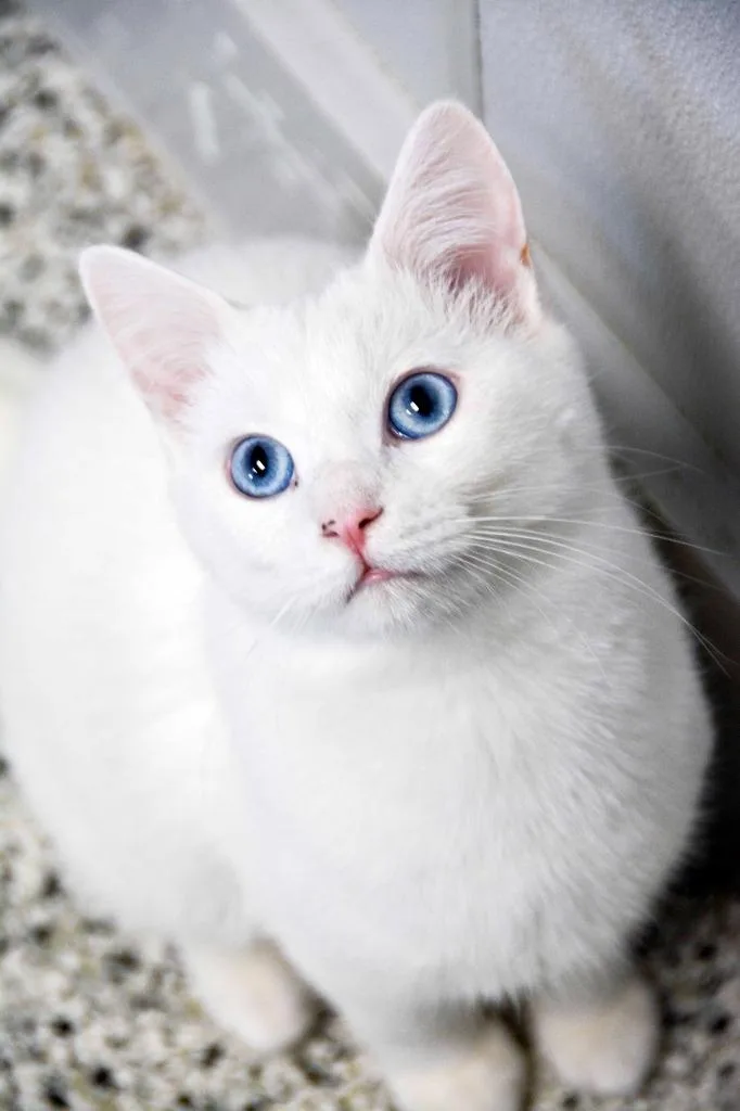 A young medium-sized male Domestic Short Hair cat named Aspen for adoption in New Bern, NC
