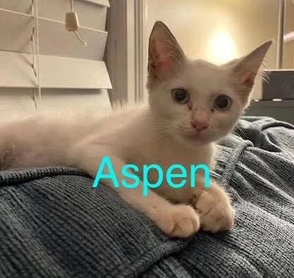 Aspen thumbnail 2