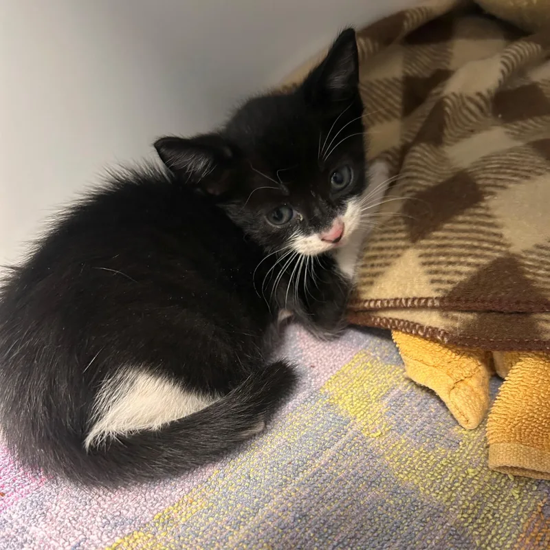 A baby small-sized male Black & White / Tuxedo Domestic Short Hair cat named Flynn for adoption in Margate, FL