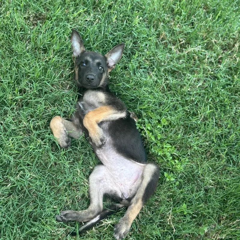 A baby small-sized female Black German Shepherd Dog dog named Nova for adoption in San Antonio, TX
