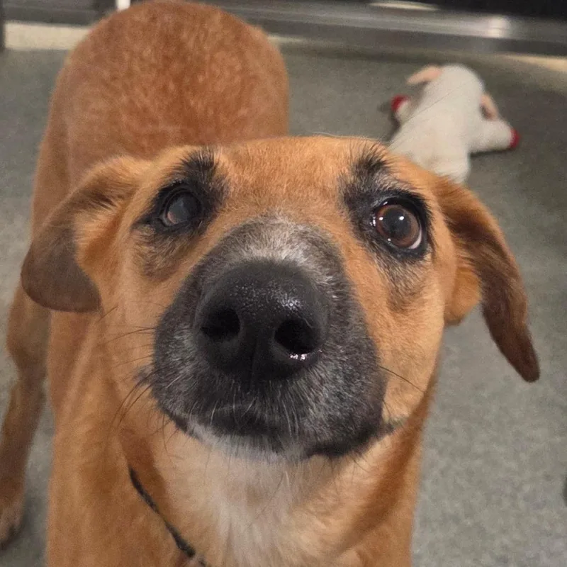 A senior medium-sized female Mixed Breed dog named Smiley for adoption in Kennebunk, ME