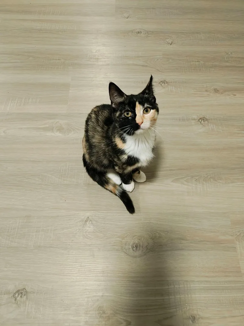 A baby small-sized female American Shorthair cat named Charlotte for adoption in East Orange, NJ