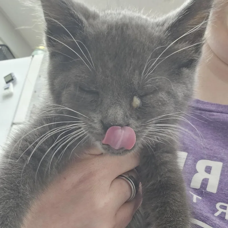 A baby small-sized female Gray / Blue / Silver Domestic Short Hair cat named Pixy Pam for adoption in Evansville, IN