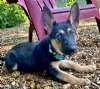 A baby large-sized female Bicolor German Shepherd Dog dog named Sasha  Sienna  for adoption in Sudbury, MA