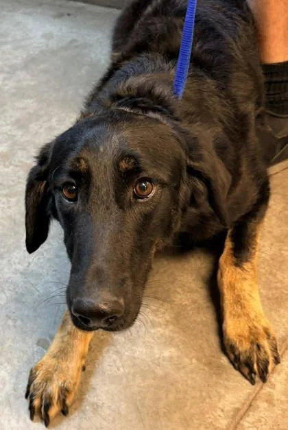 An adult medium-sized male Shepherd dog named Bones for adoption in Bowling Green, KY