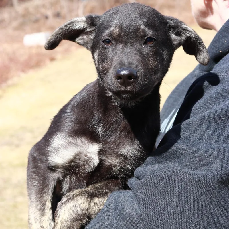 Ct Checkers thumbnail 2