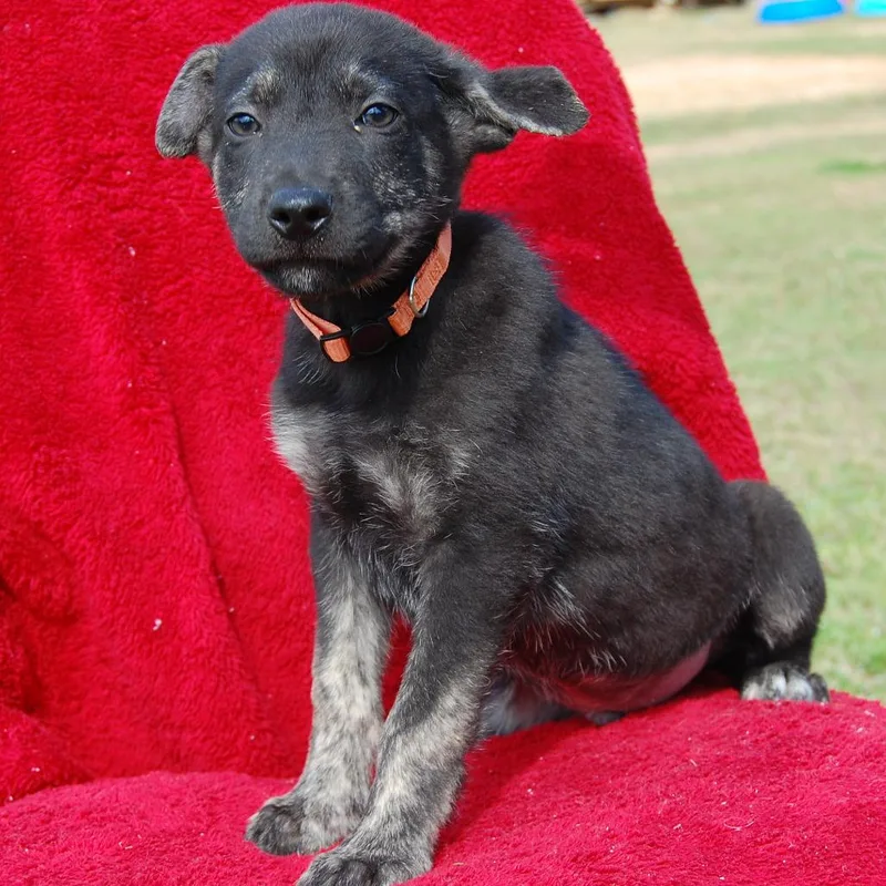 Ct Checkers thumbnail 3