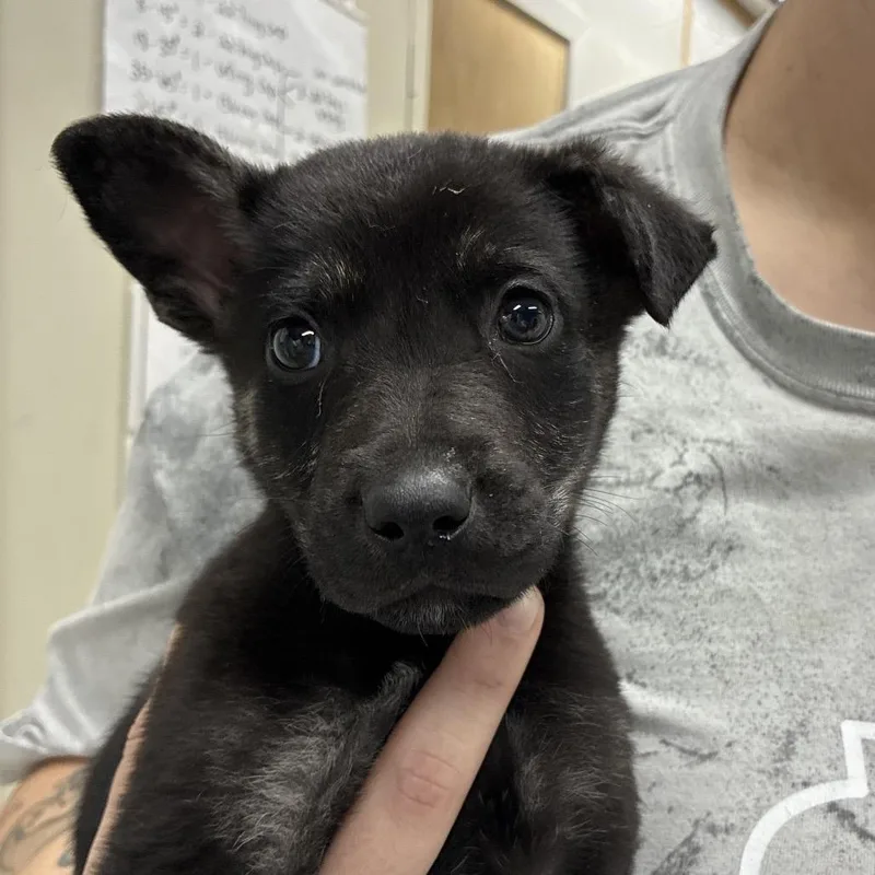 Ct Checkers thumbnail 4