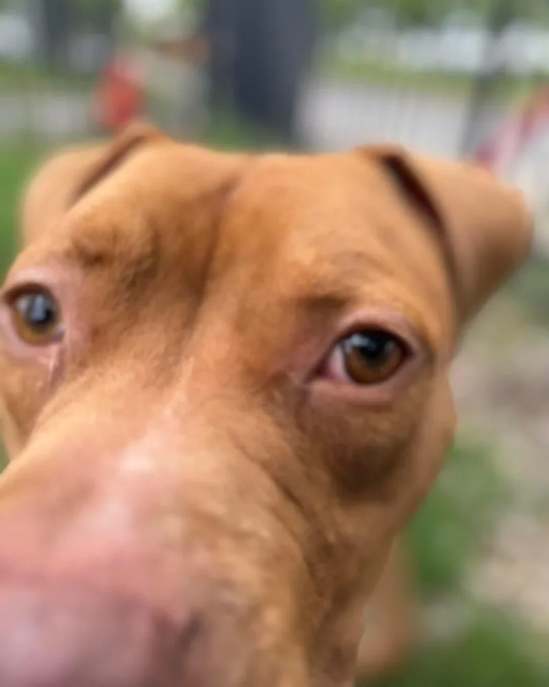 A young medium-sized male Red / Chestnut / Orange Pit Bull Terrier dog named Razzie for adoption in Buffalo, NY