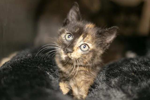 A baby small-sized female Domestic Short Hair cat named Sally for adoption in Charlotte, NC