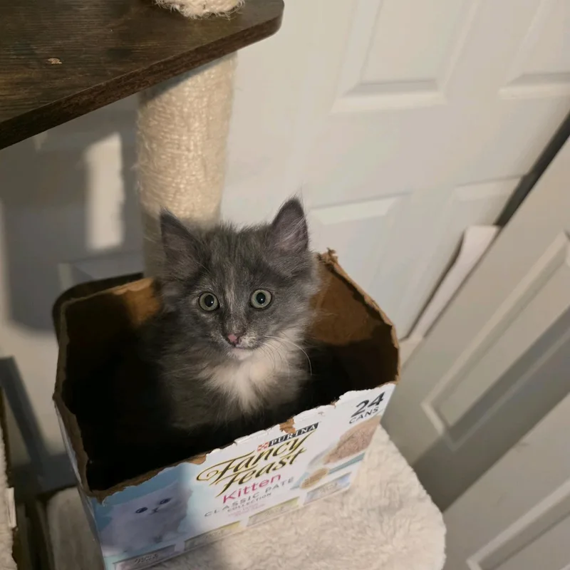 Gigi