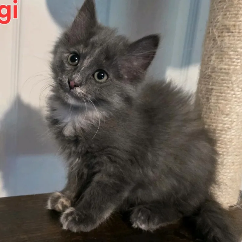 Gigi thumbnail 2
