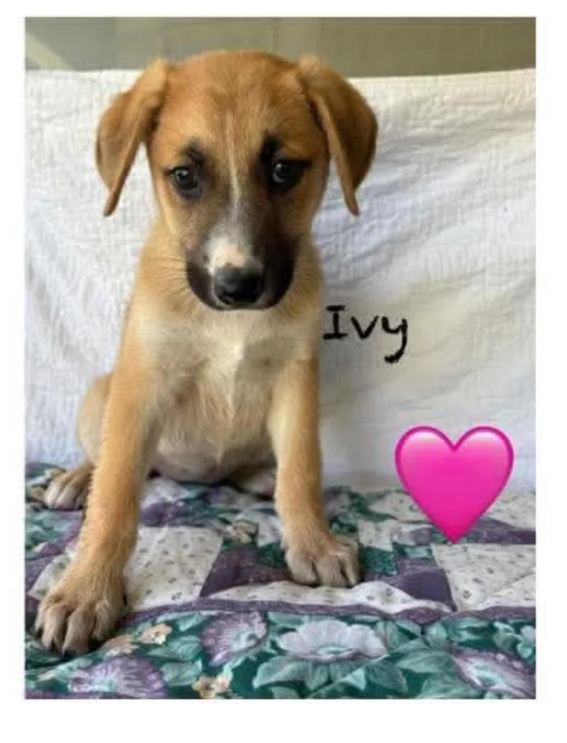 A baby medium-sized female Tricolor (Brown, Black, & White) Mixed Breed dog named Ivy for adoption in Columbia, MD