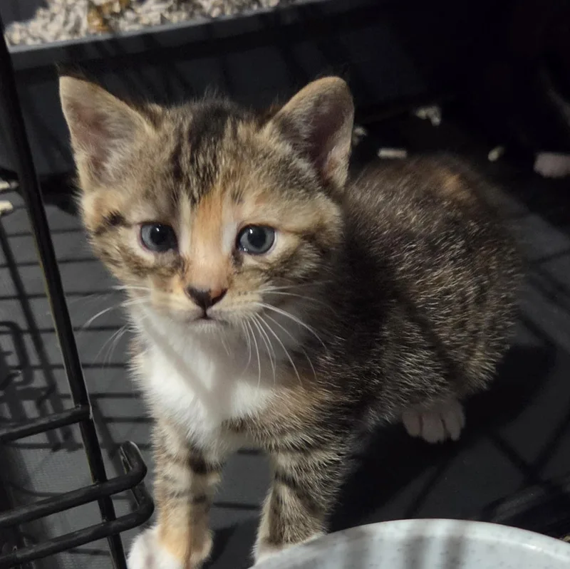 A baby medium-sized female Torbie Domestic Short Hair cat named Blanche for adoption in Green Brook, NJ