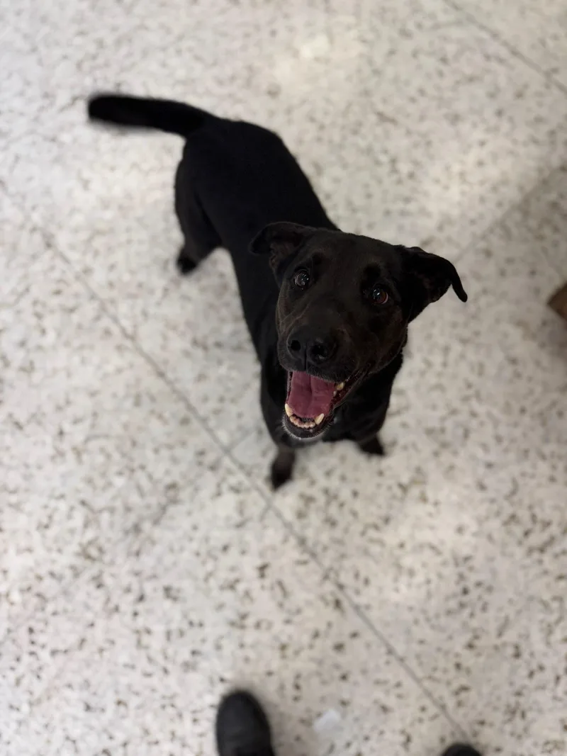 An adult medium-sized male Black Labrador Retriever dog named Onyx for adoption in Phoenix, AZ